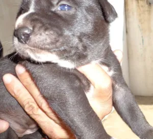 Cachorro raça mix idade 2 a 6 meses nome Lucy