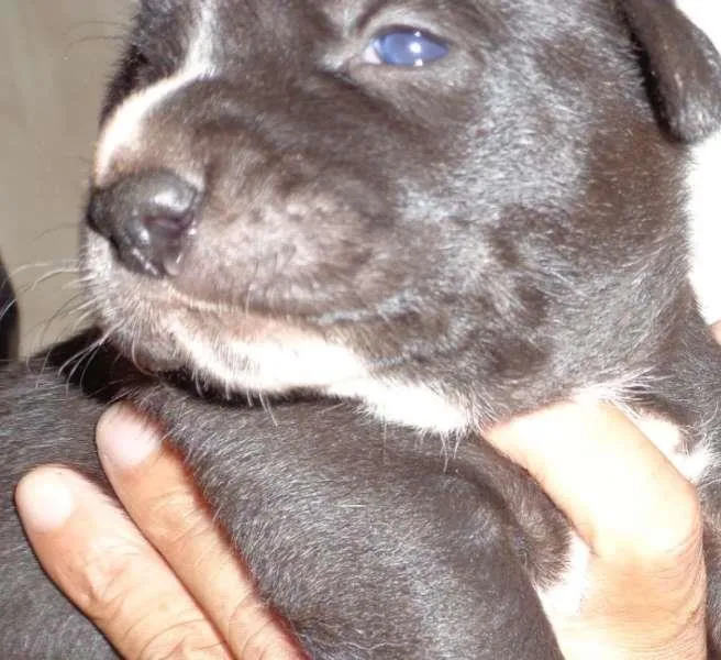 Cachorro ra a mix idade 2 a 6 meses nome Lucy