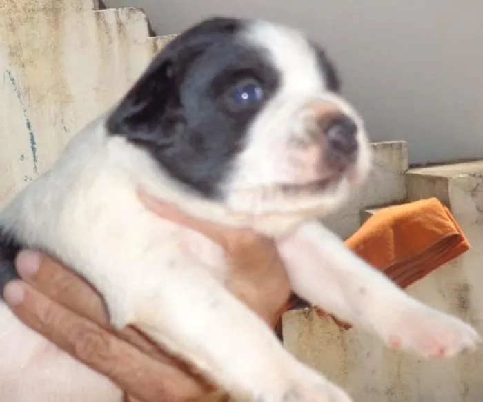 Cachorro ra a mix idade  nome Anny