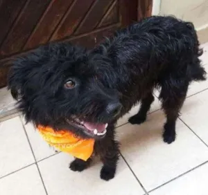 Cachorro raça mix idade 1 ano nome Pepito