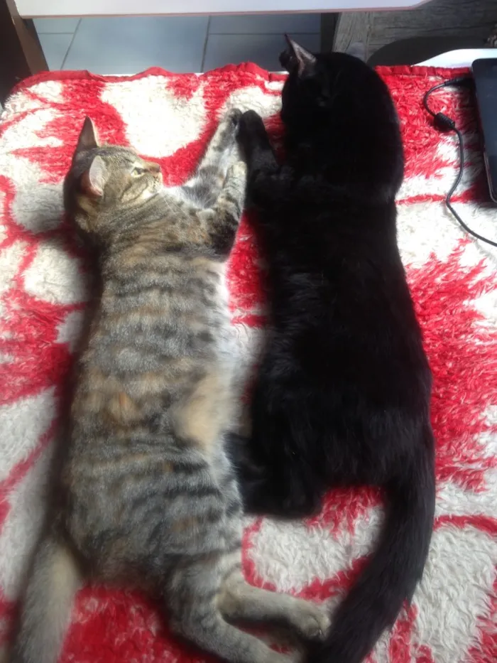 Gato ra a Srd  idade 1 ano nome Jacob e Bella