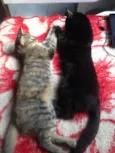 Jacob e Bella