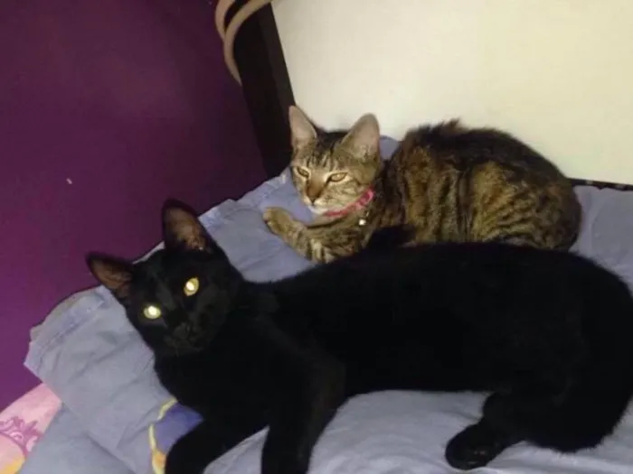 Gato ra a Srd  idade 1 ano nome Jacob e Bella