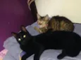Jacob e Bella