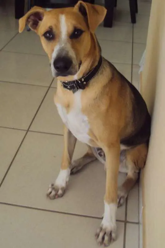 Cachorro ra a  idade 7 a 11 meses nome Roque