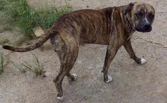 Cachorro ra a mestiço pit bull idade 2 a 6 meses nome FRED/Couck