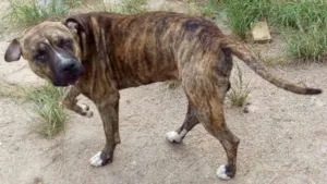 Cachorro raça mestiço pit bull idade 2 a 6 meses nome FRED/Couck