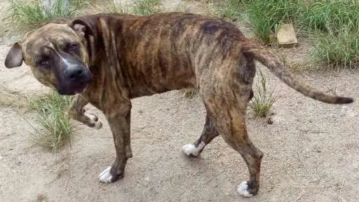 Cachorro ra a mestiço pit bull idade 2 a 6 meses nome FRED/Couck
