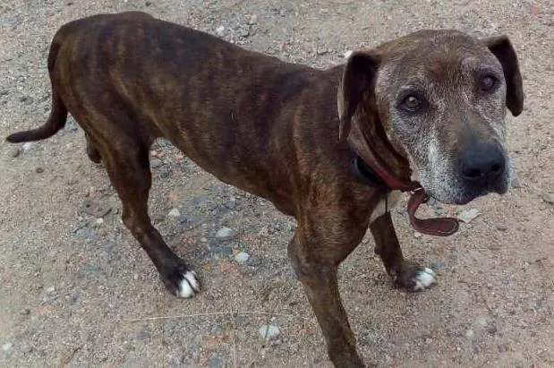 Cachorro ra a mestiço pit bull idade 2 a 6 meses nome FRED/Couck