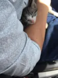 Bela 