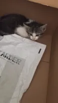 Bela 