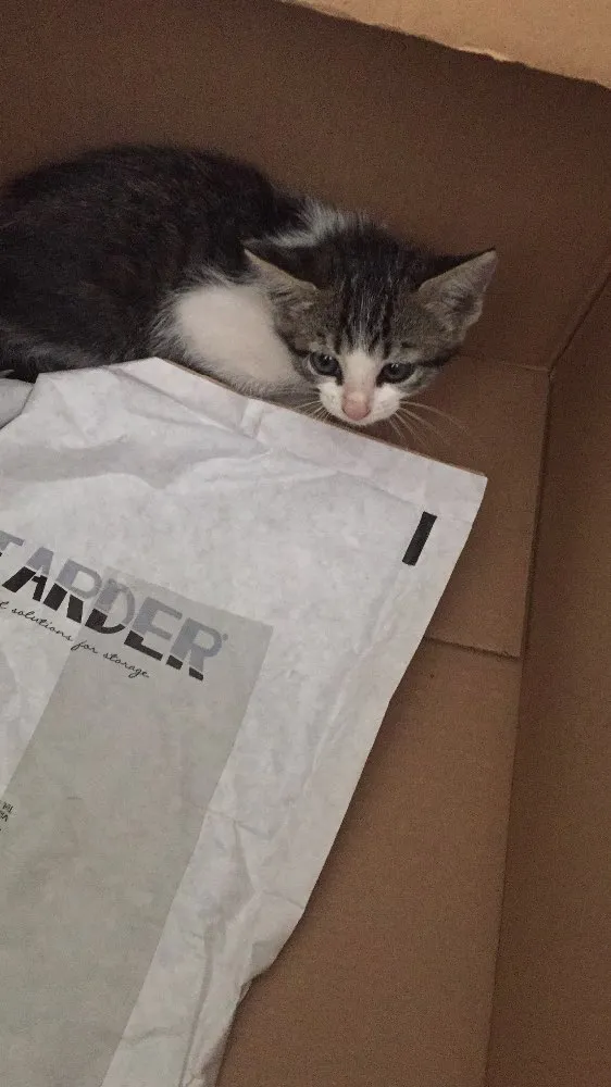 Gato ra a Vira lata idade Abaixo de 2 meses nome Bela 