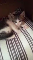 Bela 