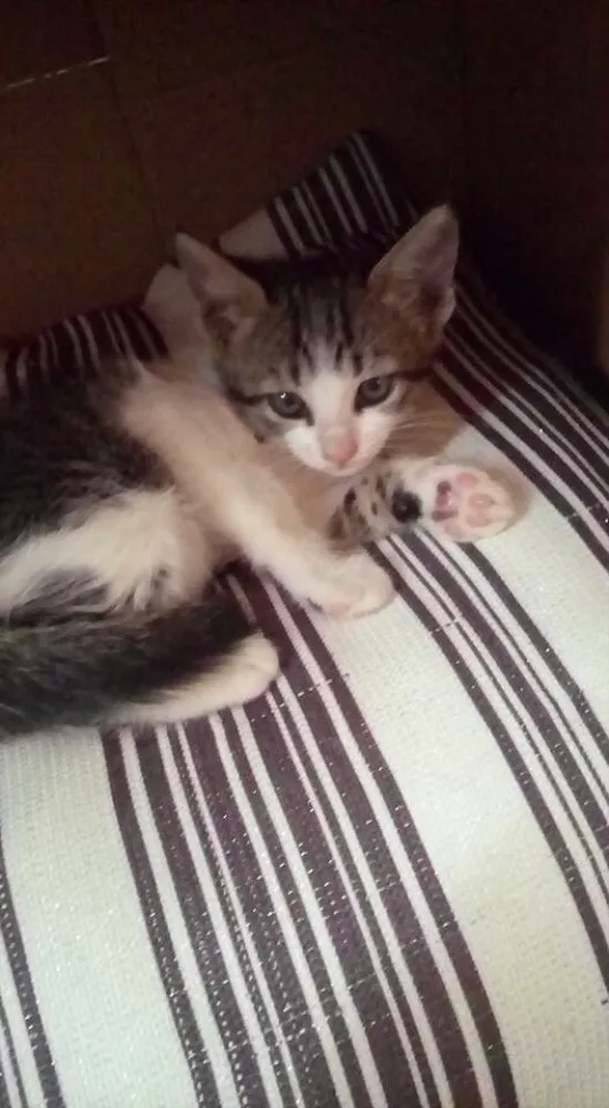 Gato ra a Vira lata idade Abaixo de 2 meses nome Bela 