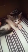 Bela 