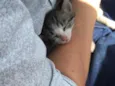 Bela 