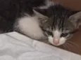 Bela 
