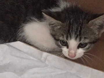 Gato ra a Vira lata idade Abaixo de 2 meses nome Bela 