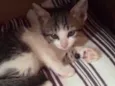Bela 