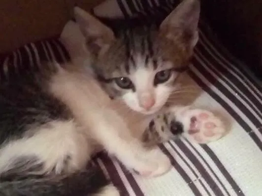 Gato ra a Vira lata idade Abaixo de 2 meses nome Bela 