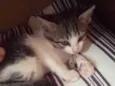 Bela 
