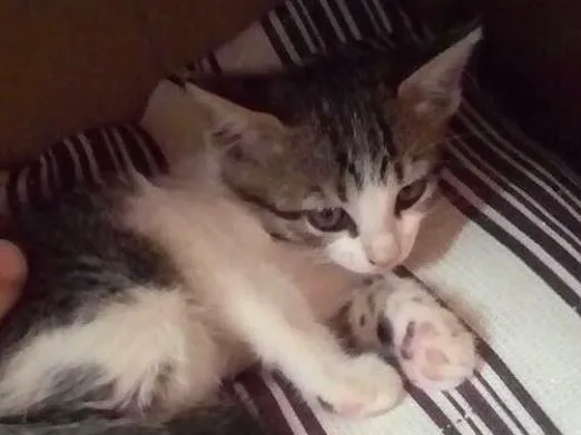 Gato ra a Vira lata idade Abaixo de 2 meses nome Bela 