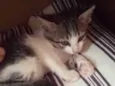 Bela