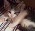 Bela 