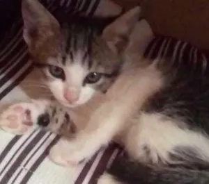 Gato raça Vira lata idade Abaixo de 2 meses nome Bela 