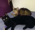 Jacob e Bella