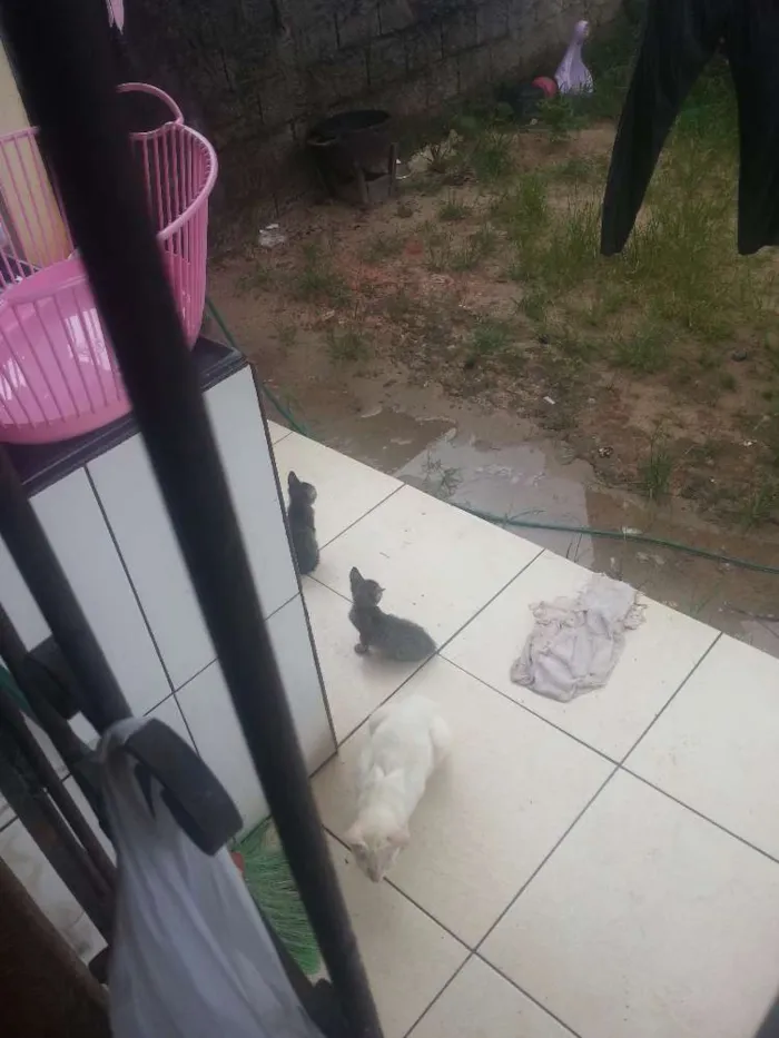 Gato ra a Gatos de rua idade Abaixo de 2 meses nome Gatinhos sem nome