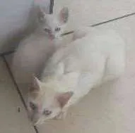 Gato raça Gatos de rua idade Abaixo de 2 meses nome Gatinhos sem nome