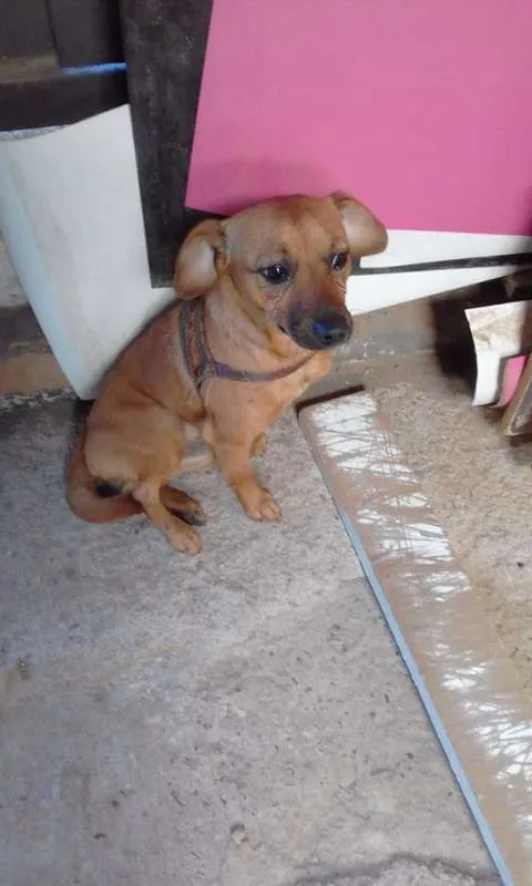 Cachorro ra a não sei idade 4 anos nome não sei