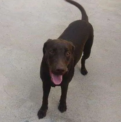 Cachorro ra a Labrador idade 7 a 11 meses nome Lola