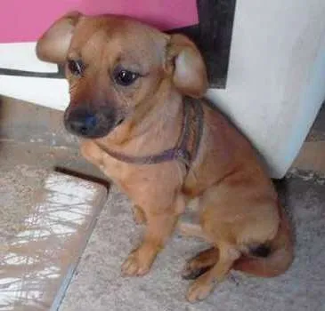 Cachorro ra a não sei idade 4 anos nome não sei