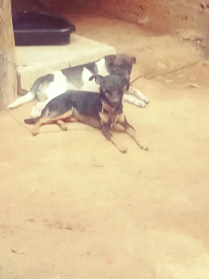 Cachorro ra a Fila com vira lata idade 2 a 6 meses nome Preta