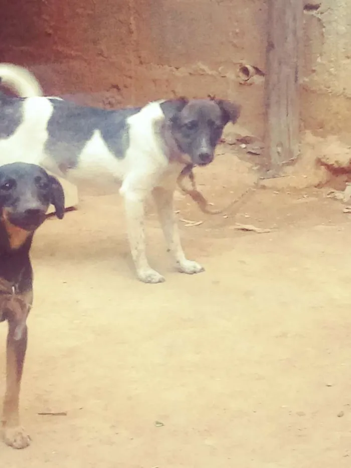 Cachorro ra a Fila com vira lata idade 2 a 6 meses nome Preta