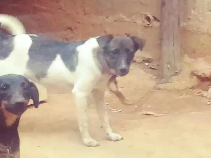 Cachorro ra a Fila com vira lata idade 2 a 6 meses nome Preta