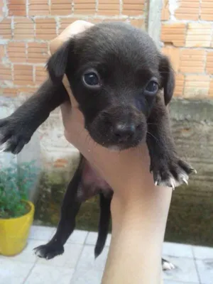 Cachorro raça SRD idade Abaixo de 2 meses nome Filhotes