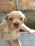 Filhotes