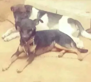 Cachorro raça Fila com vira lata idade 2 a 6 meses nome Preta