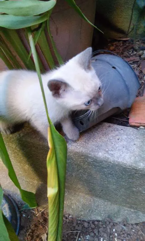 Gato ra a SRD idade 2 a 6 meses nome Sem nome