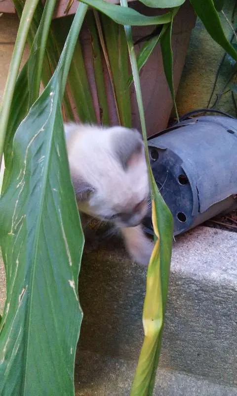 Gato ra a SRD idade 2 a 6 meses nome Sem nome