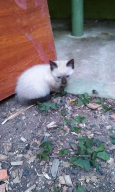 Gato ra a SRD idade 2 a 6 meses nome Sem nome