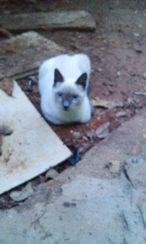 Gato ra a SRD idade 2 a 6 meses nome Sem nome