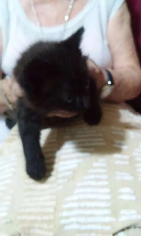 Gato ra a SRD idade 2 a 6 meses nome Sem nome