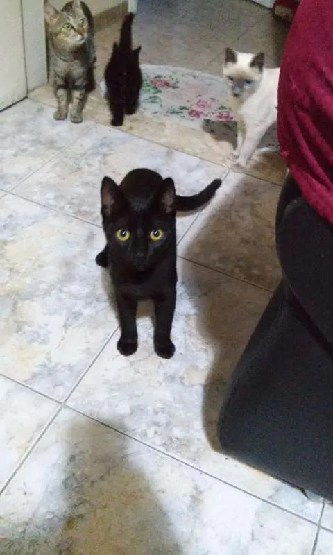 Gato ra a SRD idade 2 a 6 meses nome Sem nome
