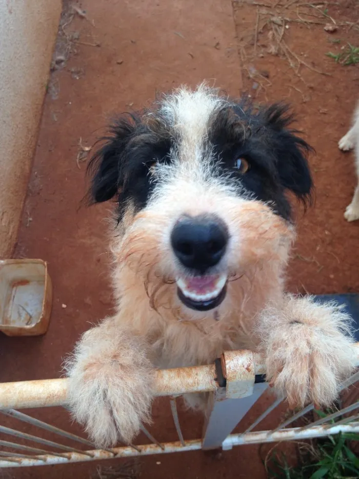 Cachorro ra a Vira lata idade 1 ano nome Godolfie
