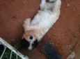 Godolfie