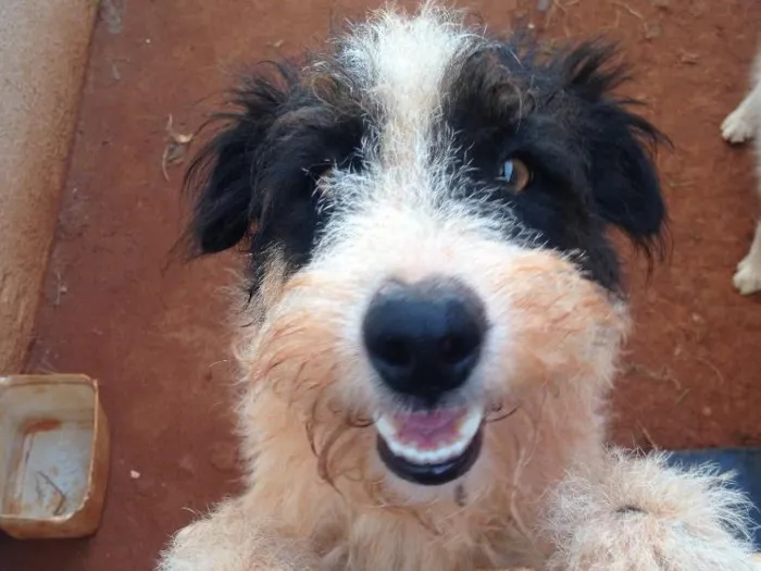 Cachorro ra a Vira lata idade 1 ano nome Godolfie